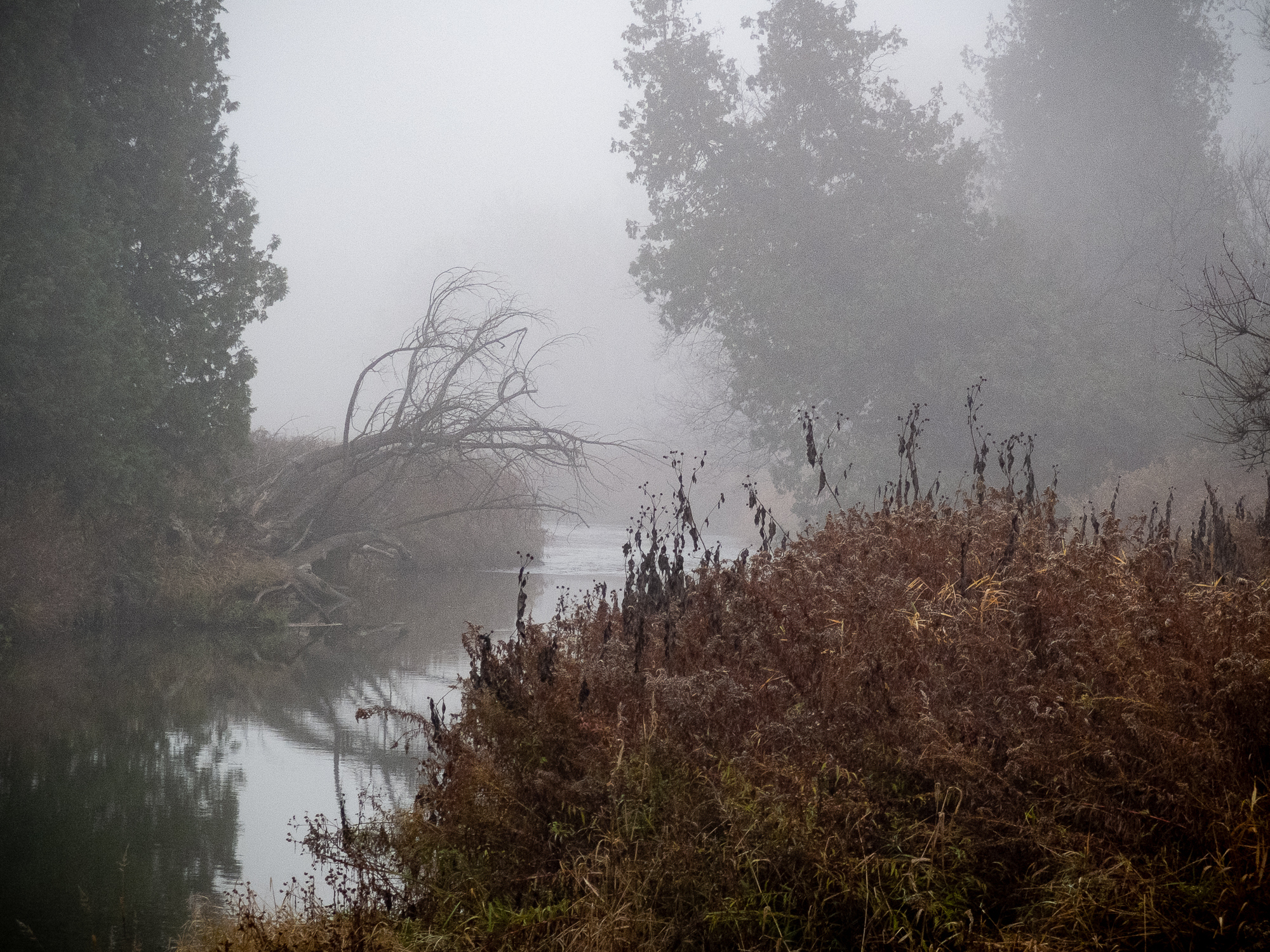 Misty river scene
