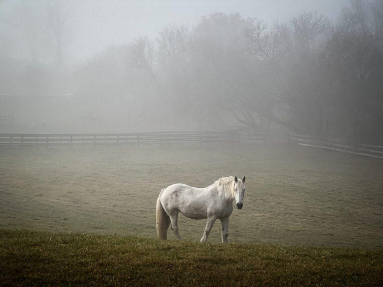 A horse standing in a foggy field